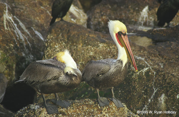 Pelicans