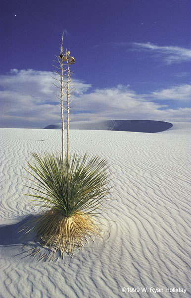 White Sands Yucca