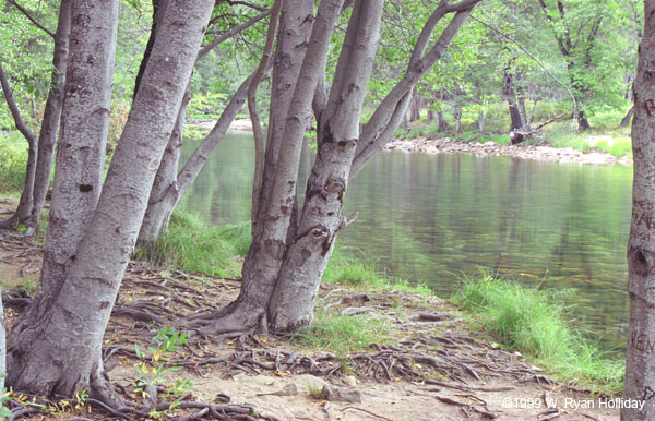 Merced River