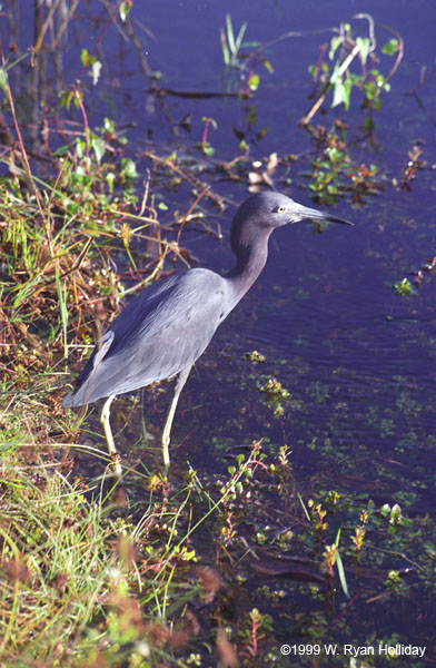 Little Blue Heron