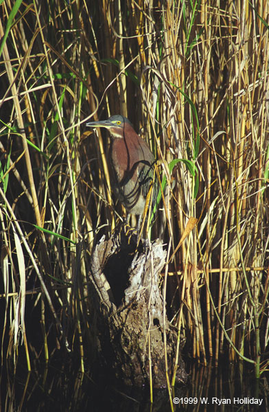 Green Heron