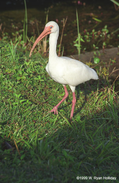 White Ibis