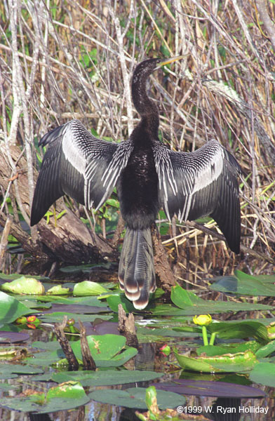 Anhinga