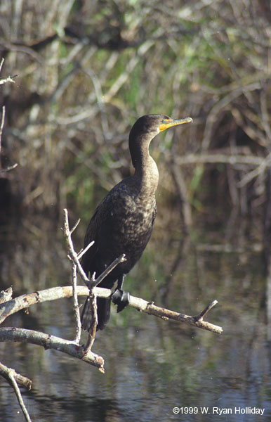 Cormorant