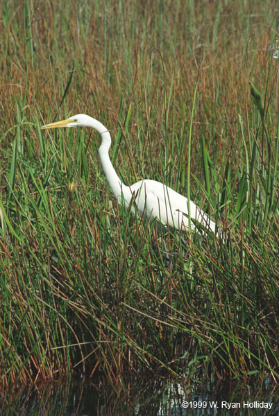 Great Egret