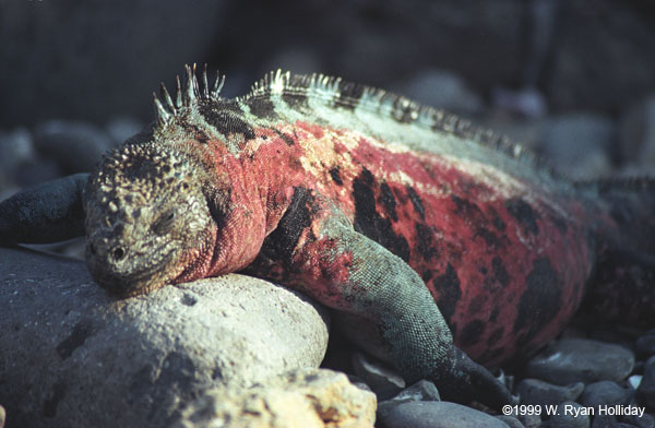 Marine Iguana