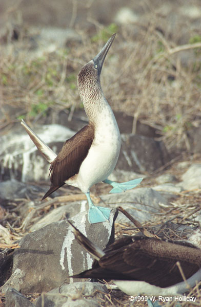 Blue-Footed Boobies