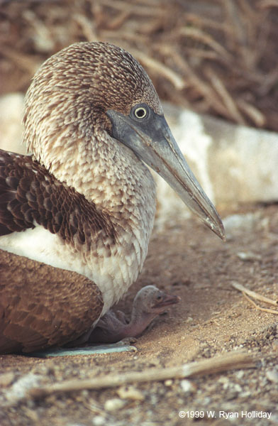 Blue-Footed Boobie