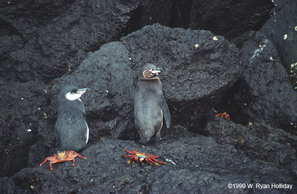 Galapagos Penguins