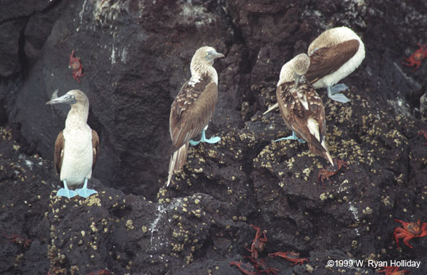 Blue-Footed Boobies