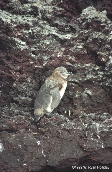 Galapagos Penguin