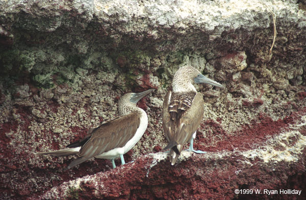 Blue-Footed Boobies