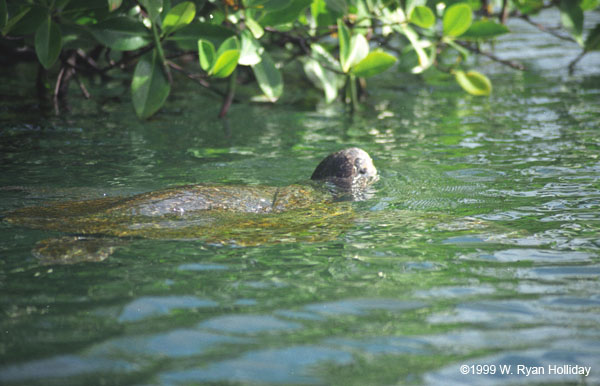 Sea Turtle