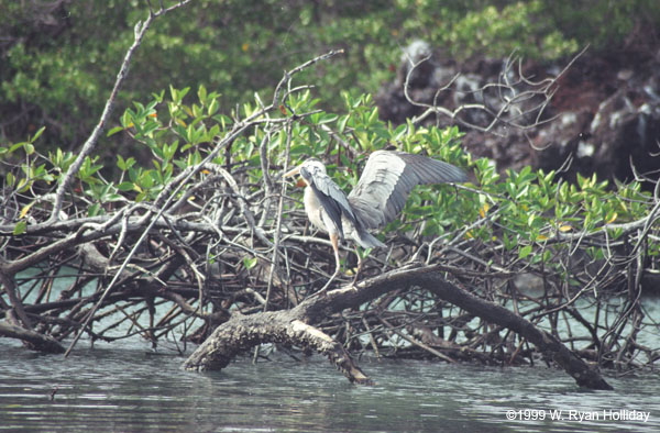 Blue Heron