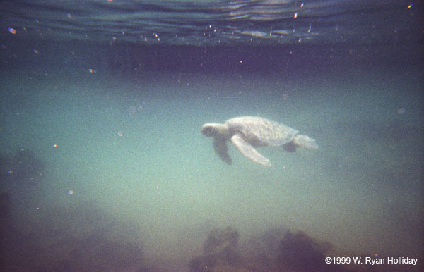 Sea Turtle