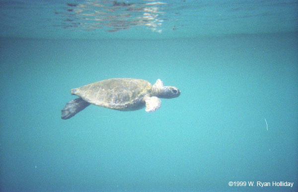 Sea Turtle