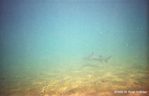 White-Tipped Reef Shark