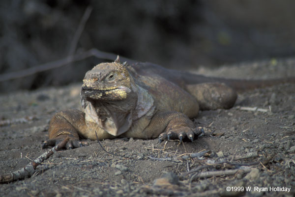 Land Iguana