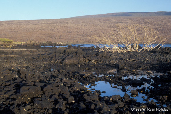 Lava Beach