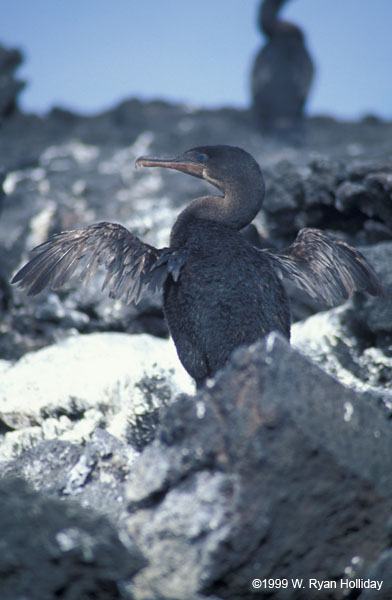 Flightless Cormorant