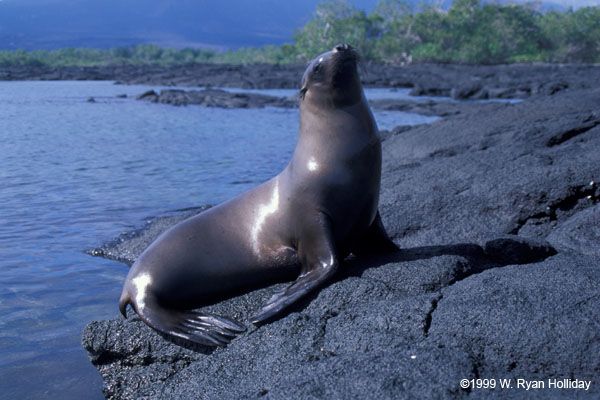 Sea Lion