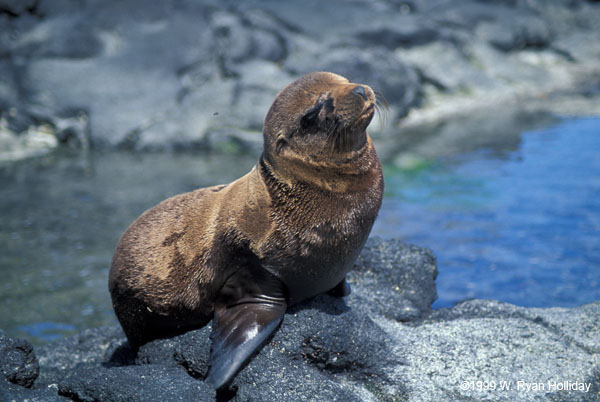 Sea Lion Pup