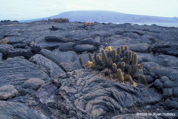 Lava and Cactus