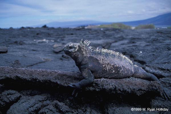 Marine Iguana