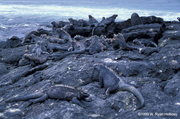 Marine Iguanas