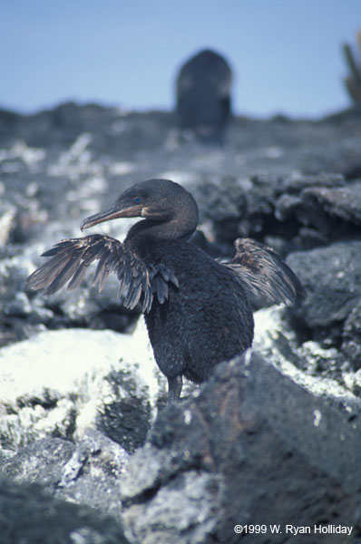 Flightless Cormorant