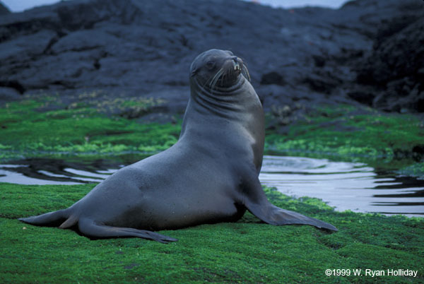 Sea Lion