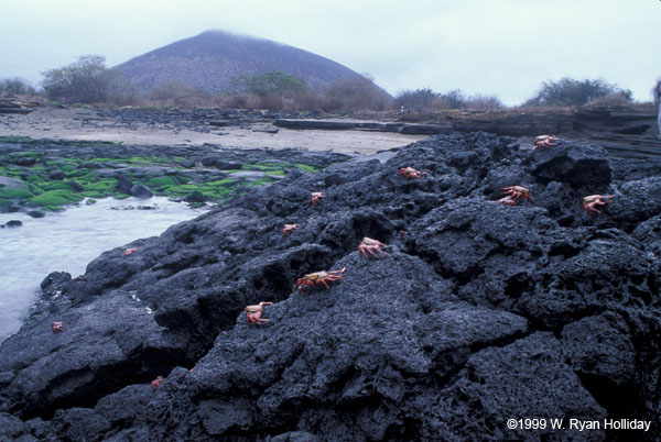 Sally Lightfoot Crabs