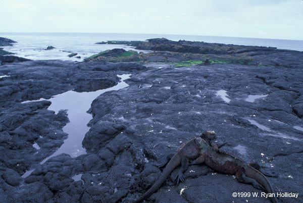 Marine Iguanas