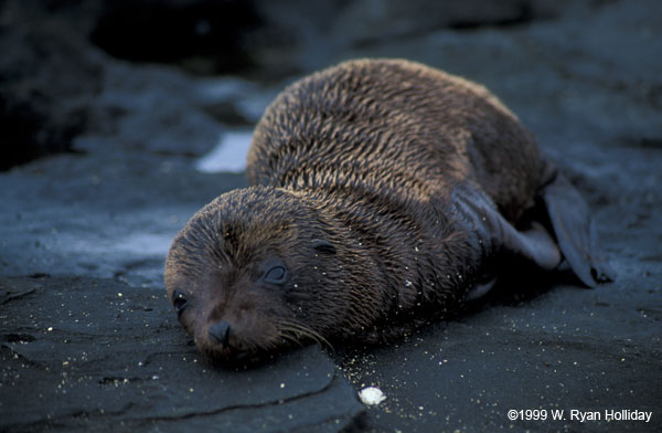 Sea Lion Pup