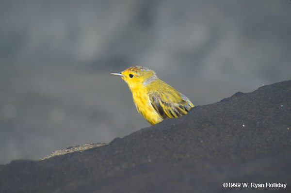 Yellow Warbler