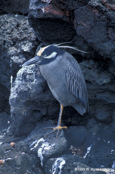 Lava Heron