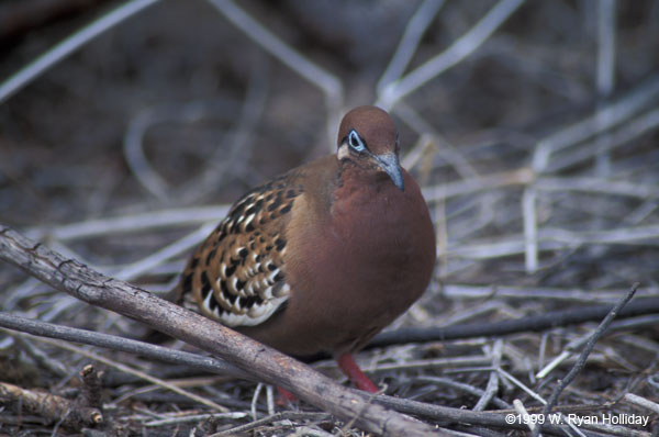 Galapagos Dove