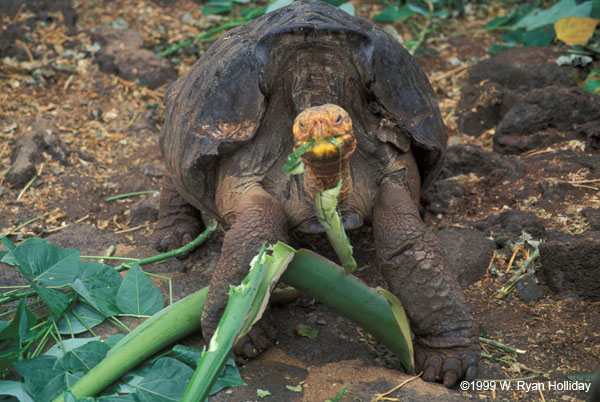 Galapagos Tortoise