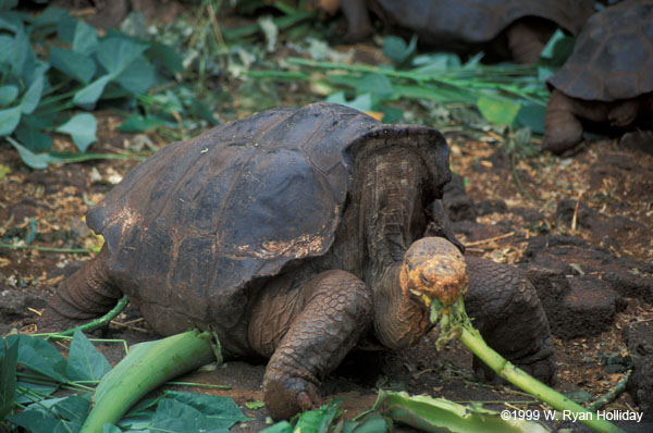 Galapagos Tortoise