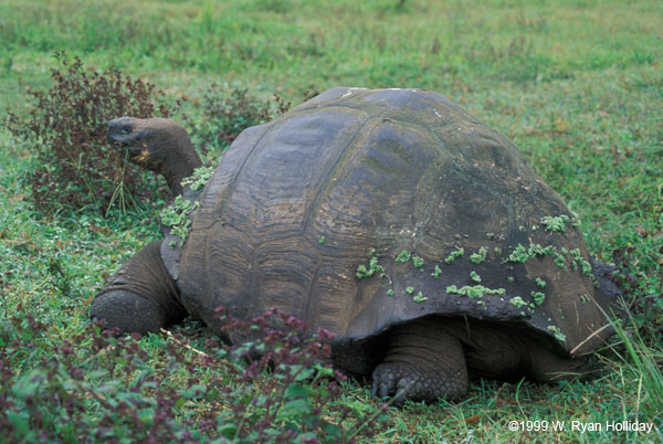 Galapagos Tortoise