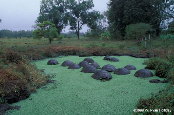 Galapagos Tortoises