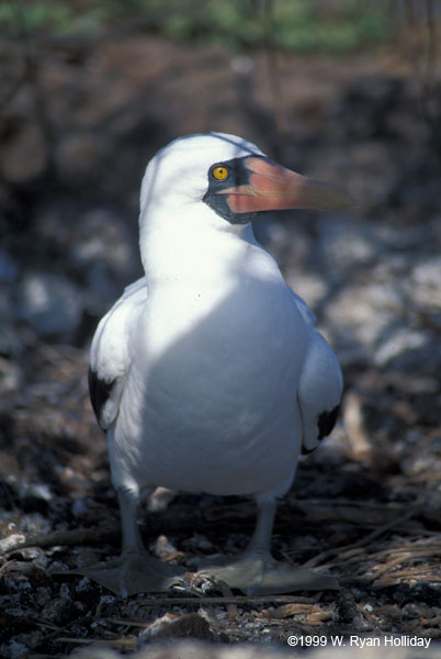 Nazca Boobie