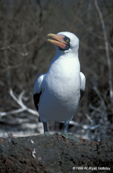 Nazca Boobie