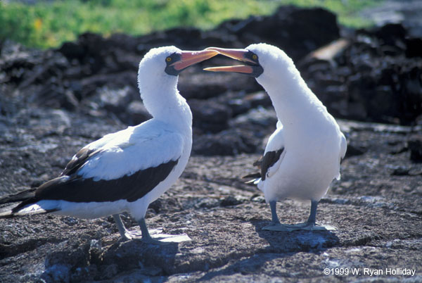 Nazca Boobies