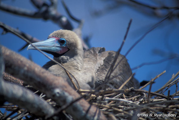 Red-Footed Boobie