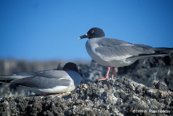 Swallow-Tail Gulls