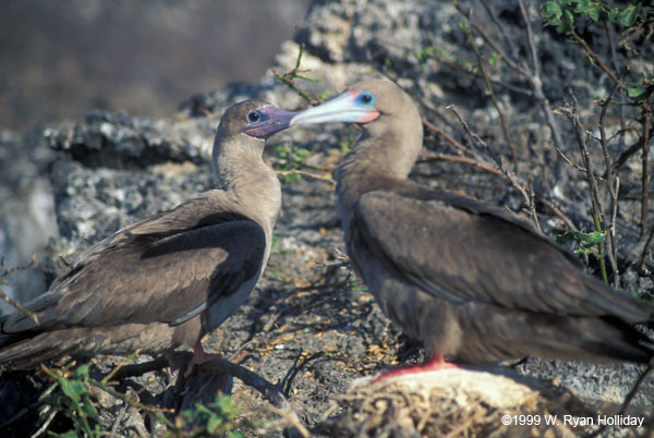 Red-Footed Boobie