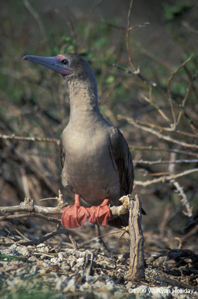 Red-Footed Boobie