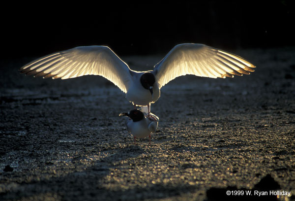 Swallow-Tail Gulls