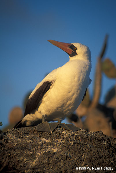 Nazca Boobie